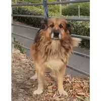 Foto dell\'animale cane - Matr. 2021/0157 - Microchip 380260044279323