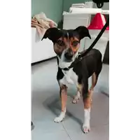 Foto dell\'animale cane - Matr. 2021/0159 - Microchip 380260044279815