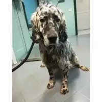 Foto dell\'animale cane - Matr. 2021/0160 - Microchip 380260040973987