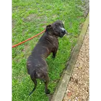 cane - Matr. 2021/0167 - Microchip 380260044279577
