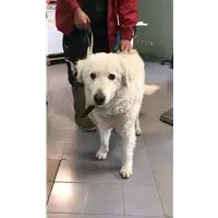 Foto dell\'animale cane - Matr. 2021/0171 - Microchip 380260044476219