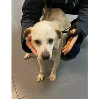 cane - Matr. 2021/0172 - Microchip 380260044476230