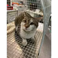 gatto - Matr. 2021/0173 - Microchip 380260044476925