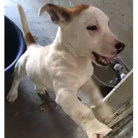 Foto dell\'animale cane - Matr. 2017/0602 - Microchip 380260043150148