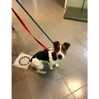 Foto dell\'animale cane - Matr. 2021/0180 - Microchip 380260044279117