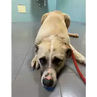 Foto dell\'animale cane - Matr. 2021/0178 - Microchip 380260044279005