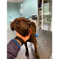 Foto dell\'animale cane - Matr. 2021/0185 - Microchip 380260044474623