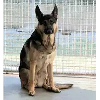 Foto dell\'animale cane - Matr. 2021/0187 - Microchip 380260044474641