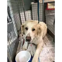 Foto dell\'animale cane - Matr. 2021/0189 - Microchip 380260041303272
