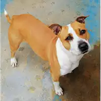 Foto dell\'animale cane - Matr. 2021/0191 - Microchip 380260002825085