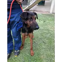 Foto dell\'animale cane - Matr. 2021/0194 - Microchip 380260044474365
