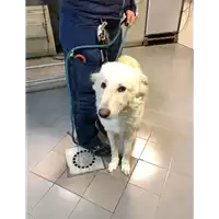 Foto dell\'animale cane - Matr. 2021/0195 - Microchip 380260044476365