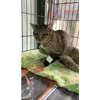 Foto dell\'animale gatto - Matr. 2021/0198 - Microchip 380260043723971