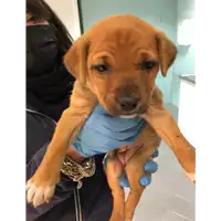 Foto dell\'animale cane - Matr. 2021/0197 - Microchip 380260044476904