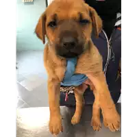 Foto dell\'animale cane - Matr. 2021/0196 - Microchip 380260044476467