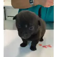 Foto dell\'animale cane - Matr. 2021/0203 - Microchip 380260044447643