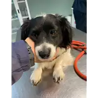 Foto dell\'animale cane - Matr. 2021/0212 - Microchip 380260044476142