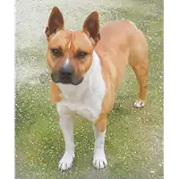 Foto dell\'animale cane - Matr. 2021/0213 - Microchip 380260044476127