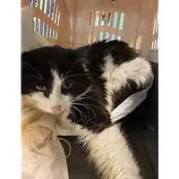 gatto - Matr. 2021/0214 - Microchip 380260044476954