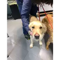 Foto dell\'animale cane - Matr. 2021/0217 - Microchip 380260080297880
