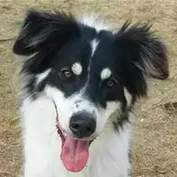 Foto dell\'animale cane - Matr. 2021/0218 - Microchip 380260044476873