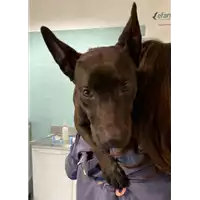 Foto dell\'animale cane - Matr. 2021/0221 - Microchip 380260044476688