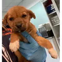 Foto dell\'animale cane - Matr. 2021/0220 - Microchip 380260044476233