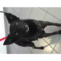 Foto dell\'animale cane - Matr. 2021/0222 - Microchip 380260042110716