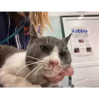 gatto - Matr. 2021/0223 - Microchip 380260044280604