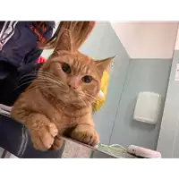 Foto dell\'animale gatto - Matr. 2021/0224 - Microchip 380260044476787