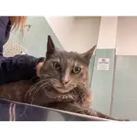 Foto dell\'animale gatto - Matr. 2021/0225 - Microchip 380260044280616