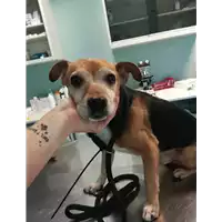 Foto dell\'animale cane - Matr. 2021/0228 - Microchip 380260044476303