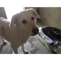 Foto dell\'animale cane - Matr. 2014/1868 - Microchip 380260040963055