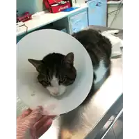 Foto dell\'animale gatto - Matr. 2019/1527 - Microchip 380260043687251