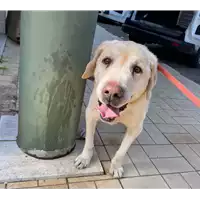 Foto dell\'animale cane - Matr. 2021/0232 - Microchip 981100002062609