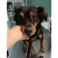 Foto dell\'animale cane - Matr. 2021/0236 - Microchip 380260044476112