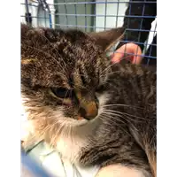 gatto - Matr. 2021/0237 - Microchip 380260043708313