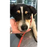 Foto dell\'animale cane - Matr. 2021/0239 - Microchip 380260044476768