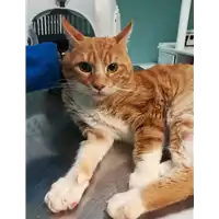 Foto dell\'animale gatto - Matr. 2021/0241 - Microchip 380260044476268