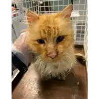Foto dell\'animale gatto - Matr. 2021/0243 - Microchip 380260044281348
