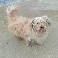 Foto dell\'animale cane - Matr. 2021/0246 - Microchip 380260044280450