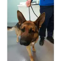 Foto dell\'animale cane - Matr. 2021/0244 - Microchip 380260040903944
