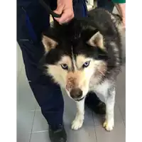 cane - Matr. 2021/0245 - Microchip 643094800015933