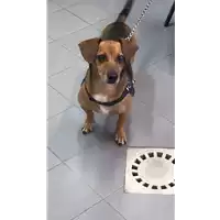 Foto dell\'animale cane - Matr. 2021/0248 - Microchip 380260100217097