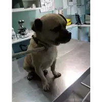 Foto dell\'animale cane - Matr. 2017/0610 - Microchip 380260043150055