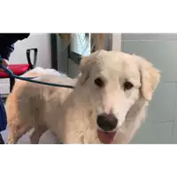 Foto dell\'animale cane - Matr. 2021/0253 - Microchip 380260040135527