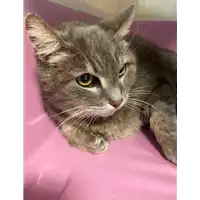 Foto dell\'animale gatto - Matr. 2021/0254 - Microchip 380260044281119