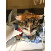 Foto dell\'animale gatto - Matr. 2021/0255 - Microchip 380260044281150
