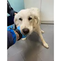 Foto dell\'animale cane - Matr. 2021/0179 - Microchip 380260042293244
