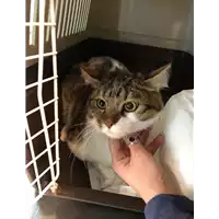 Foto dell\'animale gatto - Matr. 2021/0261 - Microchip 380260044281077